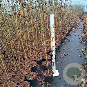Liquidambar styraciflua 125-150 cm 5,0L spil