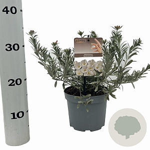 Convolvulus cneorum 20-25 cm P17