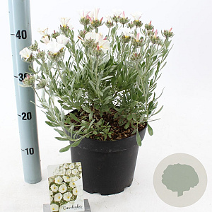 Convolvulus cneorum 25-30 cm 5,0L