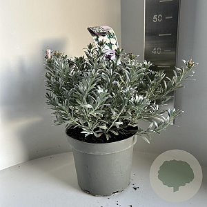 Convolvulus cneorum 30-40 cm 5,0L