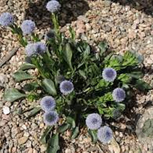 Globularia trichosantha GM P9