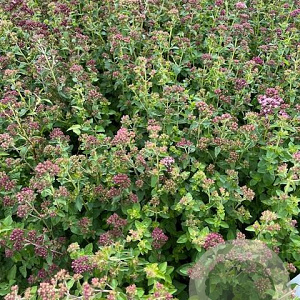 Origanum vulgare GM 2,0L