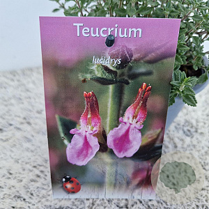 Teucrium lucidrys 25-30 cm C1.5