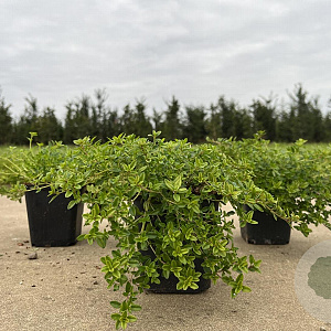 Thymus citriod. 'Aureus' GM P9