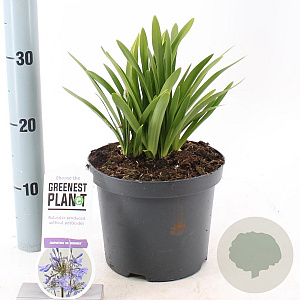 Agapanthus 'Dr Brouwer' 25-30 cm 3,0L