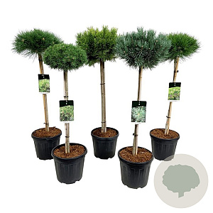 Mixlaag veredelde coniferen exclusief 60 cm stam 15L