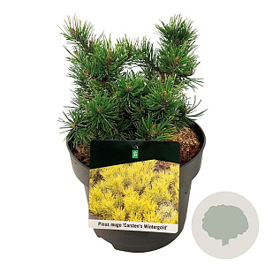Pinus mugo 'Carsten's Wintergold' 20-25 cm