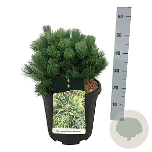 Pinus mugo 'Carsten's Wintergold' 30-40 cm 15L