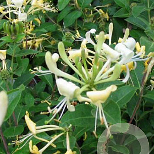 Lonicera 'Honey Baby' 30-40 cm 3,0L