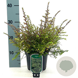 Lonicera nitida 30-35 cm 2,0L