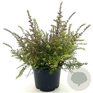 Lonicera nitida 30-35 cm 2,0L