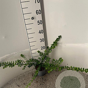 Lonicera nit. 'Maigrün' 30-40 cm C1.3