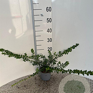 Lonicera nit. 'Maigrün' 30-40 cm C1.3