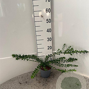 Lonicera nit. 'Maigrün' 30-40 cm C1.3