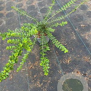 Lonicera nit. 'Maigrün' 30-40 cm C1.3