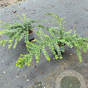 Lonicera nit. 'Maigrün' 30-40 cm C1.3