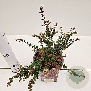 Lonicera nit. 'Red Tips' 20-30 cm C1.5