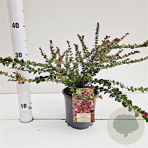 Lonicera nit. 'Red Tips' 20-30 cm C1.5