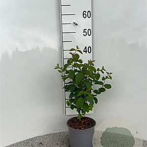 Lonicera xylosteum 30-40 cm 2,0L