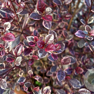 Lophomyrtus ralphii 'Magic Dragon' 25-30 cm 2,0L