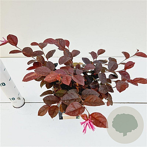 Loropetalum c. 'Fire Dance' 25-30 cm C1.5