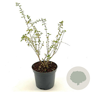 Lycium barbarum 40-50 cm 3,0L
