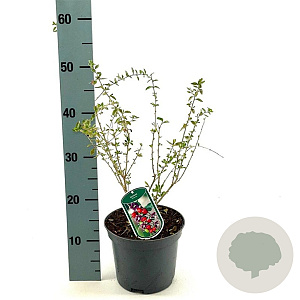 Lycium barbarum 40-50 cm 3,0L