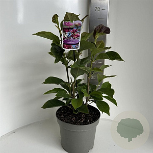 Magnolia 'Cleopatra' 60-80 cm 5,0L