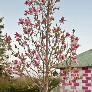 Magnolia 'Daybreak' 125-150 cm 20L