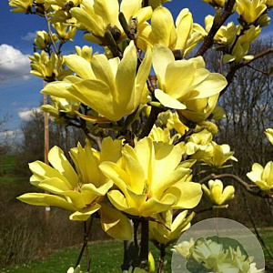 Magnolia denudata Yellow River 250-300 cm met kluit