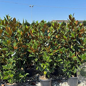 Magnolia grandiflora 125-150 cm 35L solitair