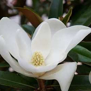 Magnolia grand. Alta 100-125 cm met kluit meerstammig