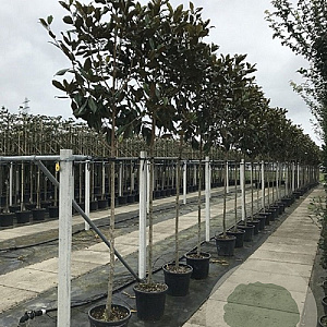 Magnolia grand. 'Galissonnière' 12-14 cm cont. 110L