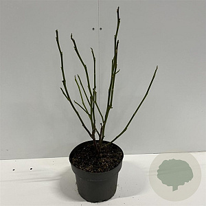 Magnolia 'Heaven Scent' 60-80 cm 4,0L