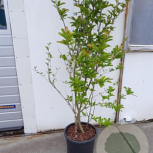 Magnolia loebneri 'Leonard Messel' 125-150 cm 25L
