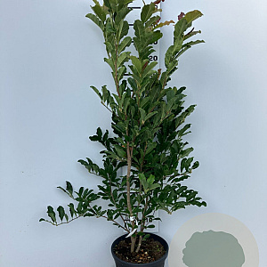 Magnolia loebneri 'Leonard Messel' 125-150 cm 25L