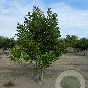 Magnolia loebneri 'Merrill' 250-300 cm cont. 180L paraplu