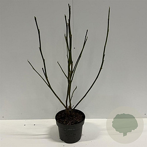 Magnolia soulangeana 60-80 cm 4,0L