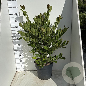 Magnolia stellata 80-100 cm 12L