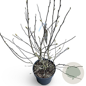 Magnolia stellata 80-100 cm 12L