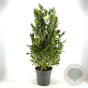 Magnolia stellata 90-120 cm 15L