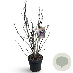 Magnolia 'Susan' 80-100 cm 12L
