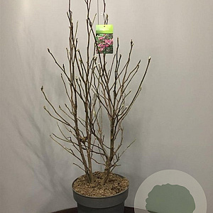 Magnolia 'Susan' 90-120 cm 15L
