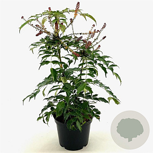 Mahonia 'Cabaret' 25-30 cm 3,0L