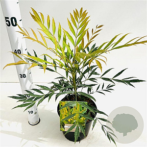 Mahonia confusa 'Nara-hiri' 25-30 cm 2,5L