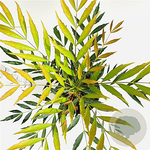 Mahonia confusa 'Nara-hiri' 25-30 cm 2,5L