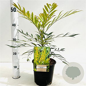 Mahonia confusa 'Nara-hiri' 25-30 cm 2,5L