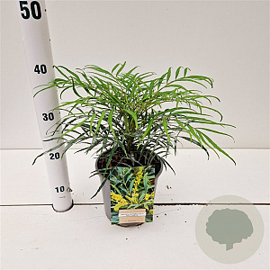 Mahonia eurybracteata 'Soft Caress' 20-30 cm 2,5L