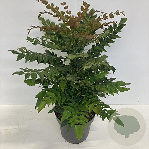 Mahonia media 'Winter Sun' 50-80 cm 12L