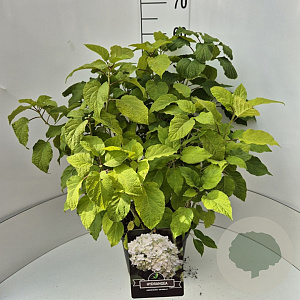 Hydrangea a. 'Annabelle' 40-50 cm 10L